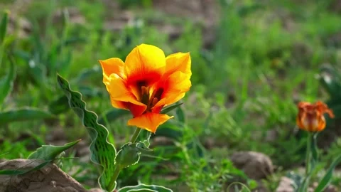 Wild Red Data Book tulips Greig in the fields of Kazakhstan. Stock Footage 238355992
