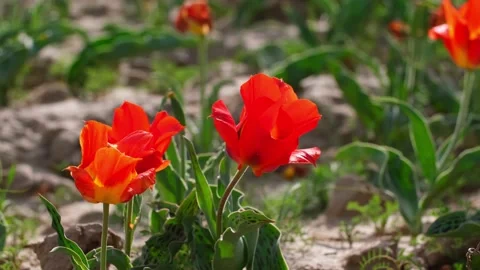 Wild Red Data Book tulips Greig in the fields of Kazakhstan. Stock Footage 238356335