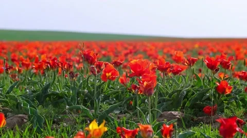 Wild Red Data Book tulips Greig in the fields of Kazakhstan. Stock Footage 238356375