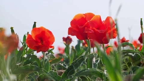 Wild Red Data Book tulips Greig in the fields of Kazakhstan. Stock Footage 238356468