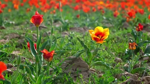 Wild Red Data Book tulips Greig in the fields of Kazakhstan. Stock Footage 238429143