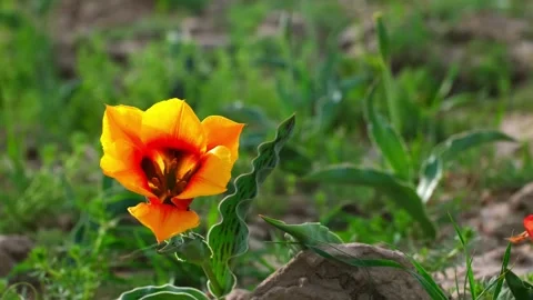 Wild Red Data Book tulips Greig in the fields of Kazakhstan. Stock Footage 238895801