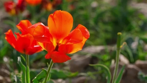 Wild Red Data Book tulips Greig in the fields of Kazakhstan. Stock Footage 241488097
