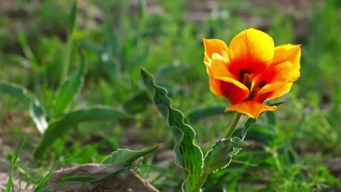 Wild Red Data Book tulips Greig in the fields of Kazakhstan. Stock Footage 242004468