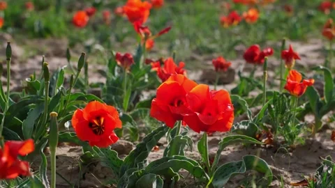 Wild Red Data Book tulips Greig in the fields of Kazakhstan. Stock Footage 242005783