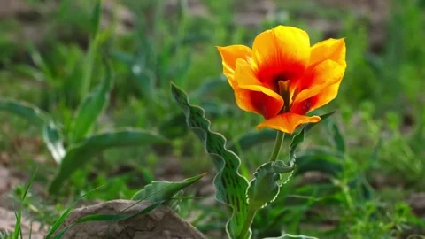 Wild Red Data Book tulips Greig in the fields of Kazakhstan. Stock Footage 246626662
