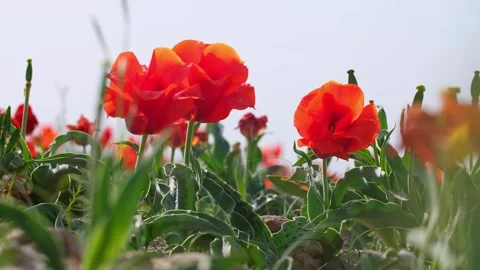 Wild Red Data Book tulips Greig in the fields of Kazakhstan. Stock Footage 246632545