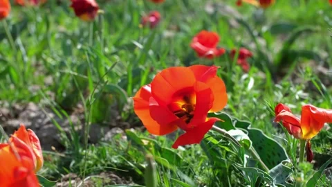 Wild Red Data Book tulips Greig in the fields of Kazakhstan. Video stock 253584934