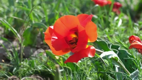 Wild Red Data Book tulips Greig in the fields of Kazakhstan. Stock Footage 253585029