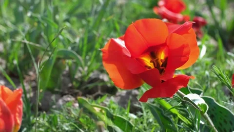 Wild Red Data Book tulips Greig in the fields of Kazakhstan. Video stock 253585042