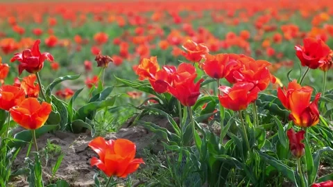 Wild Red Data Book tulips Greig in the fields of Kazakhstan. Video stock 253585043