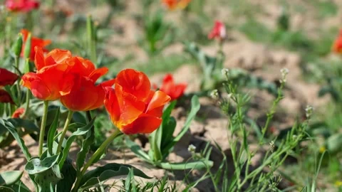 Wild Red Data Book tulips Greig in the fields of Kazakhstan. Video stock 253585202