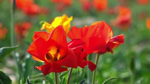 Wild Red Data Book tulips Greig in the fields of Kazakhstan. Video stock 253585241
