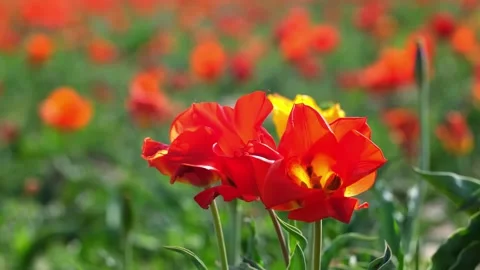 Wild Red Data Book tulips Greig in the fields of Kazakhstan. Video stock 253585244