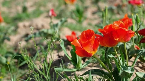 Wild Red Data Book tulips Greig in the fields of Kazakhstan. Stock Footage 255297251
