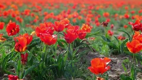 Wild Red Data Book tulips Greig in the fields of Kazakhstan. Stock Footage 255297394