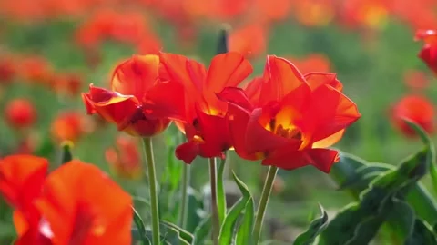 Wild Red Data Book tulips Greig in the fields of Kazakhstan. Stock Footage 255297642