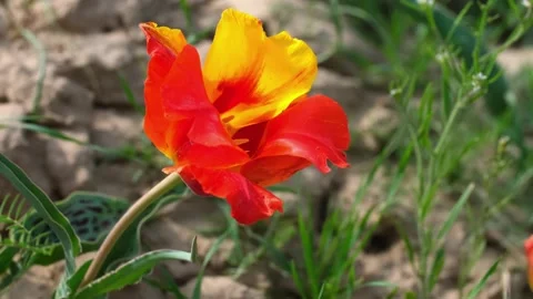Wild Red Data Book tulips Greig in the fields of Kazakhstan. Stock Footage 255298298
