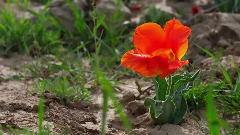 Wild Red Data Book tulips Greig in the fields of Kazakhstan. Stock Footage 255298841