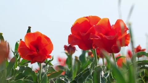 Wild Red Data Book tulips Greig in the fields of Kazakhstan. Stock Footage 255298878