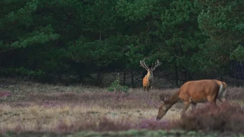 Wild red deer (Cervus elaphus) during the autumn rutting season in a European Stock Footage 346440686
