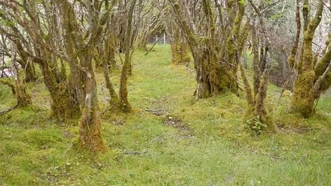 Wild Red Deer Doe with Cutaneous Fibroma in Highland Woodland, Isle of Skye 스톡 동영상 340456860