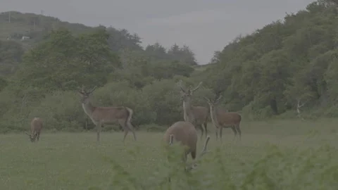 Wild Red Deer Herd Grazing and Walking on Jura Island GH5 Raw Stock Footage 331308129