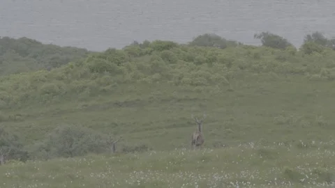 Wild Red Deer Herd Running Uphill on Jura Island Scotland GH5 Raw Stock Footage 331308125
