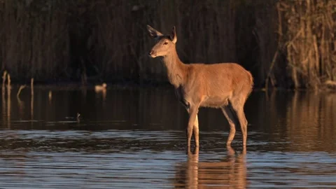 Wild red deer hind crossing shallow water in reeds during sunset, natural s.. Stock Footage 321146817