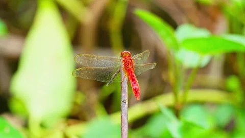 Wild red drgonfly 10bit 4k 60fps Stock Footage 269722844
