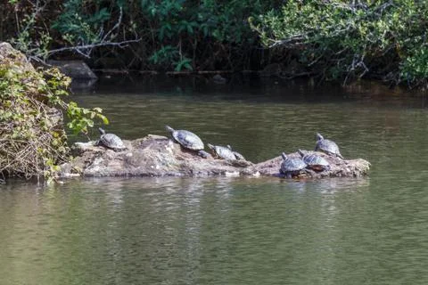 Wild red-eared slider basking on a rock Stock Photos