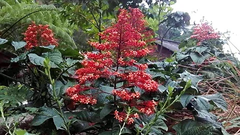 Wild red flower on the mountain Stock Footage 120328334