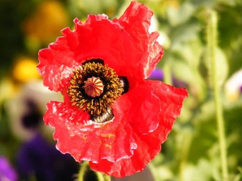 Wild red flower Stock Photos
