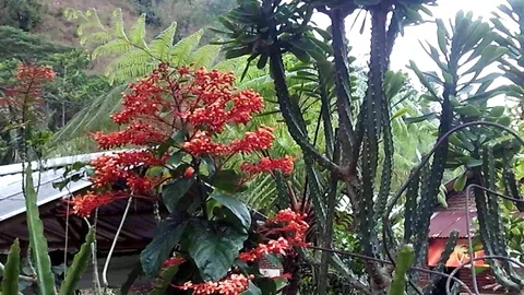 Wild red flower on the side of the road at the mountain Stock-Footage 120329565