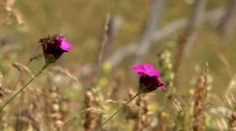 Wild red flower in the wind over the field with dried herbs Stock Footage 60781362
