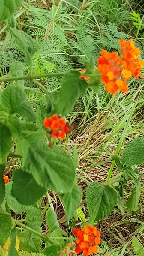 Wild red flowers on the side of the road Stock Footage 301270798