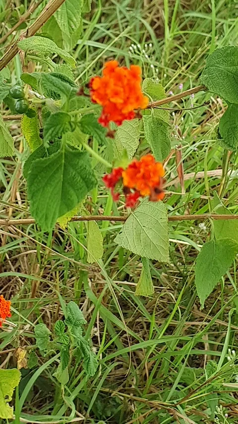 Wild red flowers on the side of the road Stock Footage 301271585