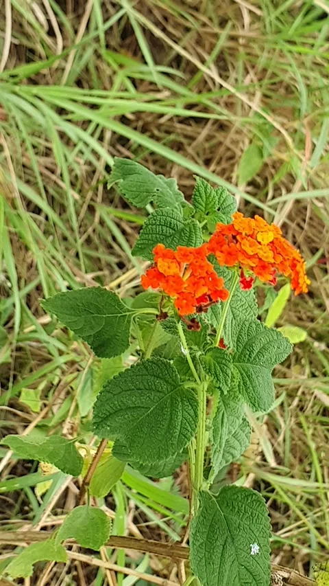 Wild red flowers on the side of the road Stock Footage 301271740
