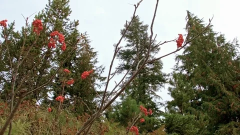 Wild red forest berries fall Mirror Lake Mt. Hood Oregon Cascades 3 Stock Footage 81969718