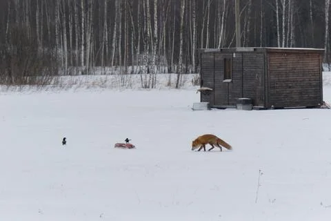 A wild red fox came to the plot of the house in winter and found meat. Magpie Fotos de archivo
