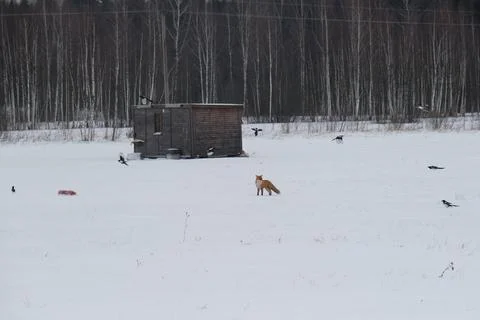 A wild red fox came to the plot of the house in winter and found meat. Magpie Fotos de archivo