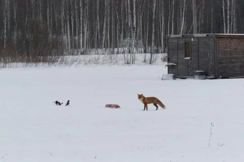 A wild red fox came to the plot of the house in winter and found meat. Magpie Fotos de archivo