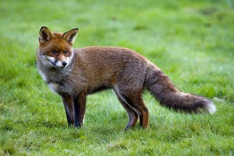 A Wild Red Fox can be seen foraging for food Foto stock