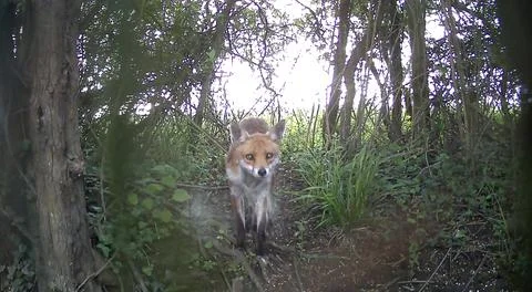 Wild Red Fox Close Up Facing Camera Woodland Trail Camera Image Stock Photos