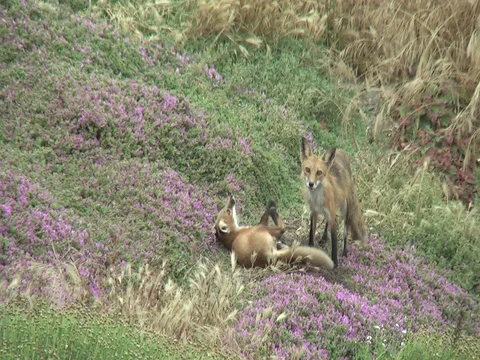 Wild Red fox cub (kit) playing with and being groomed by adult male fox. Stock Footage 111898721