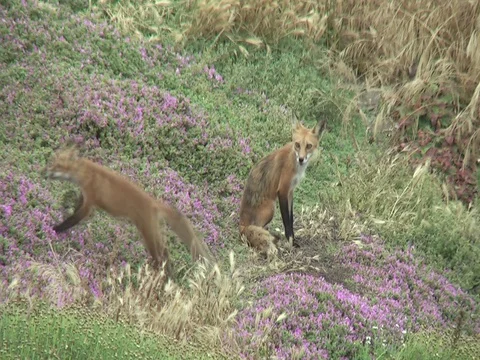 Wild Red fox cub (kit) playing with and being groomed by adult male fox. Stock Footage 111898725