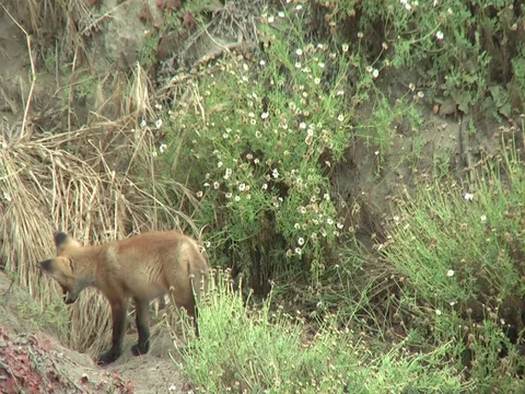 Wild red fox cub playing near entrance to it's den. Stock Footage 110375121