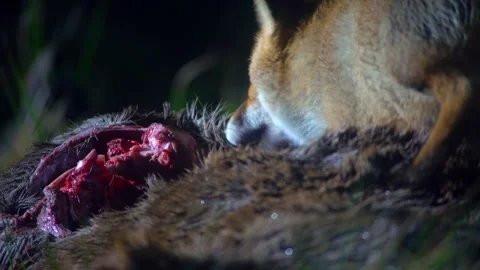 A wild red fox eats a dead deer and looks around. Wild animal at night. Stock Footage 262425182