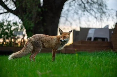 Wild Red Fox Exploring Quiet Rural Backyard Stock Photos