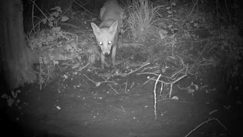 Wild Red Fox Facing Camera Eyes Glowing at Night Trail Camera Stock Footage 340518721
